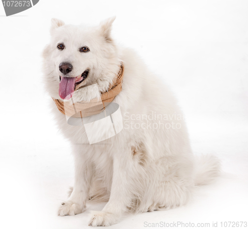 Image of white dog wearing brown muffler scarf on his