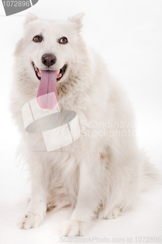 Image of white dog splitting his tounge out