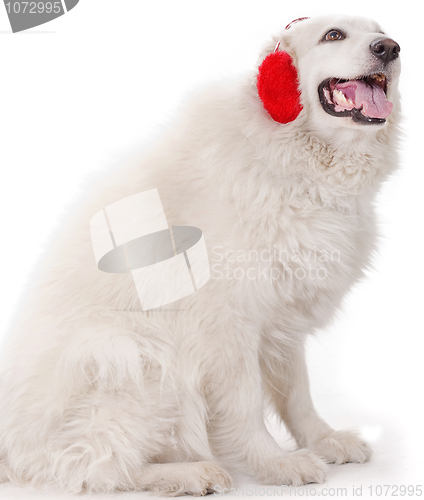 Image of white severe with red ear muff