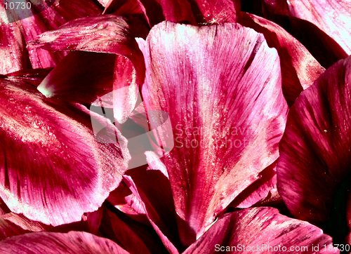 Image of rose petals