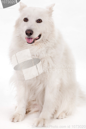 Image of white dog sitting