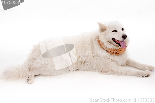 Image of White dog relaxing on the floor with muffler scarf on the nec