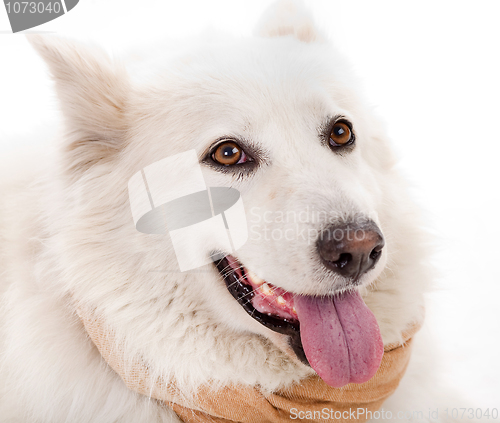 Image of Close up of white dog