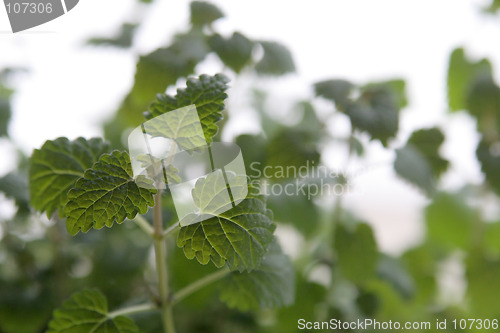 Image of Lemon balm