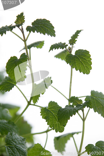 Image of Lemon balm