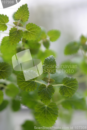 Image of Lemon balm