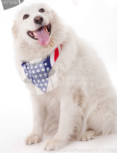 Image of Cute dog wearing american flag scarf