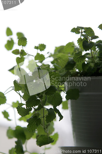 Image of Lemon balm