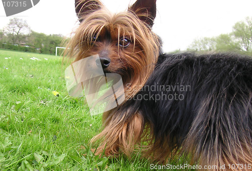 Image of yorkshire terrier