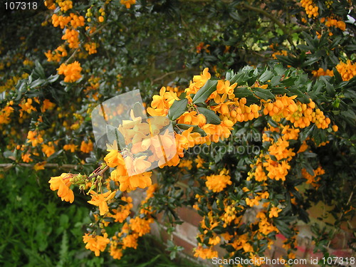 Image of berberis bush in flower