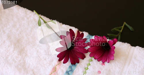 Image of Two maroon daisies