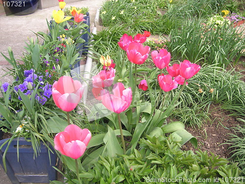 Image of tulips in a garden