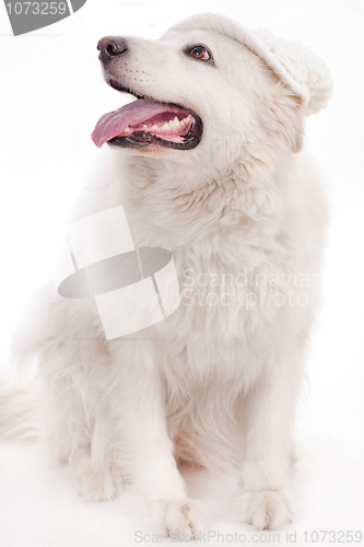 Image of Cute dog sit with cap