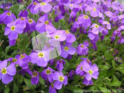 Image of aubrieta flowers