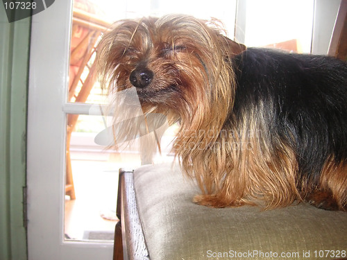 Image of yorkie smiling