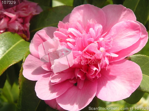 Image of pink semi-double camellia