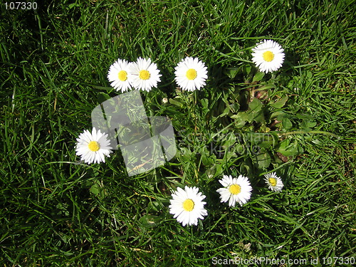 Image of ring of daisies