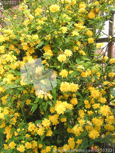 Image of japonica bush