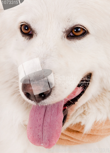 Image of Close up shot of white dog