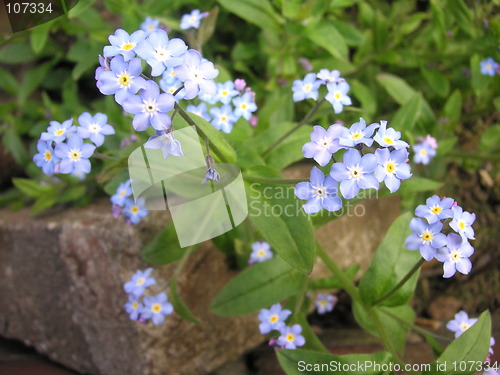 Image of forget-me-nots