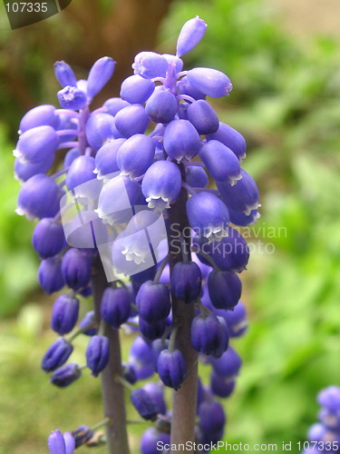 Image of grape hyacinth flowers