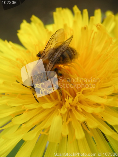 Image of bee collecting pollen