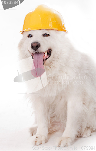 Image of Cute dog wearing helmet