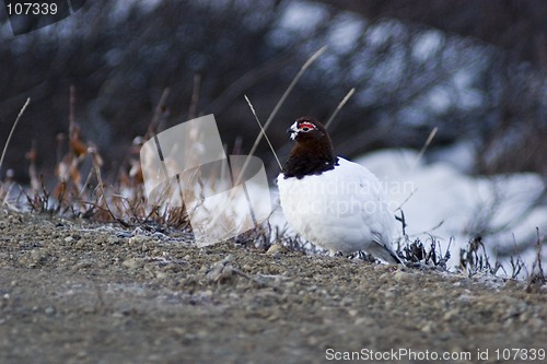 Image of Male ptarmigan warming