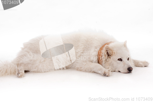 Image of White dog relaxing on the floor