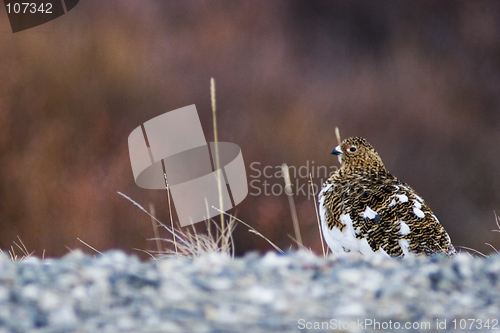 Image of Female ptargigan warming at the roadside