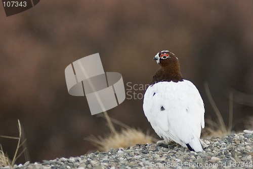 Image of Male ptarmigan on watch