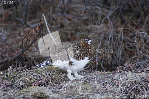 Image of Female ptarmigan