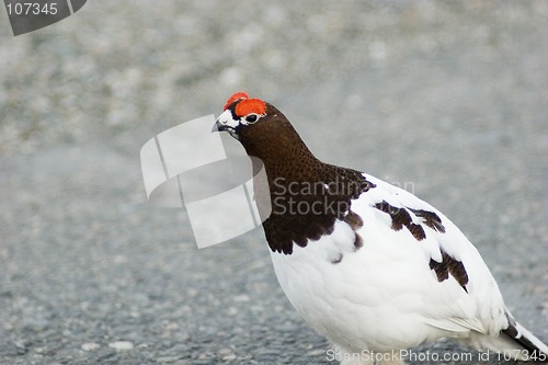 Image of Male ptarmigan