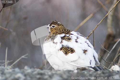 Image of female ptarmigan