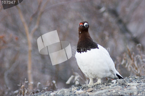 Image of Careful ptarmigan