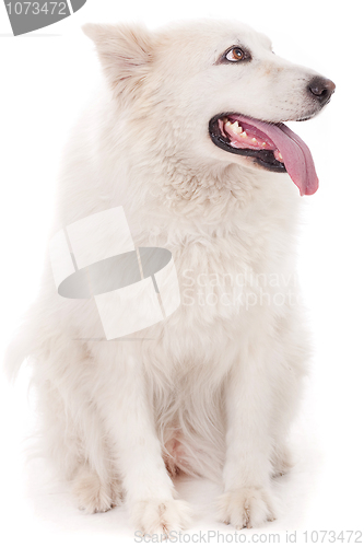 Image of Cute white dog looking sideway