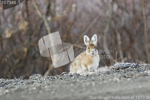 Image of Wondering rabbit