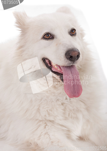 Image of cut dog