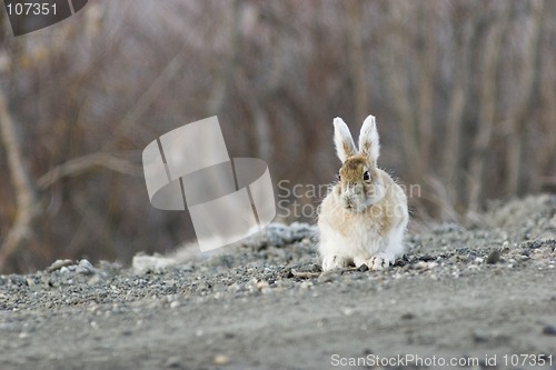 Image of Interesting snowshoe hare