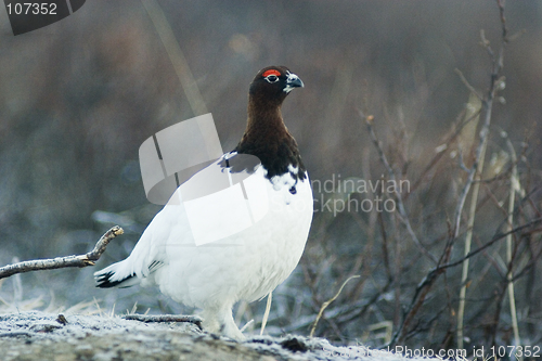 Image of Alert ptarmigan