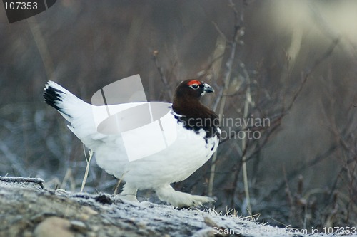 Image of Ptarmigan walking