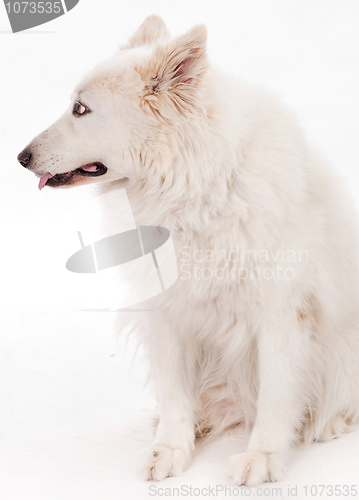 Image of Beautiful dog sitting on the floor looking side way