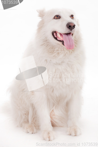 Image of White dog