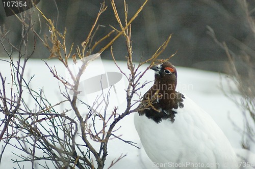 Image of winter and spring food for ptarmigan