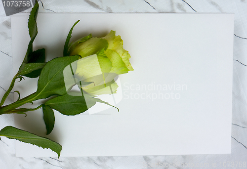 Image of Rose on a blank leaf paper