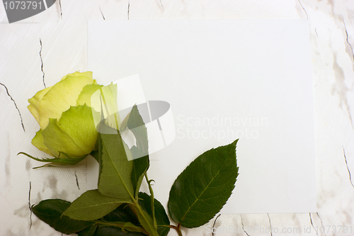 Image of Rose on a blank leaf paper