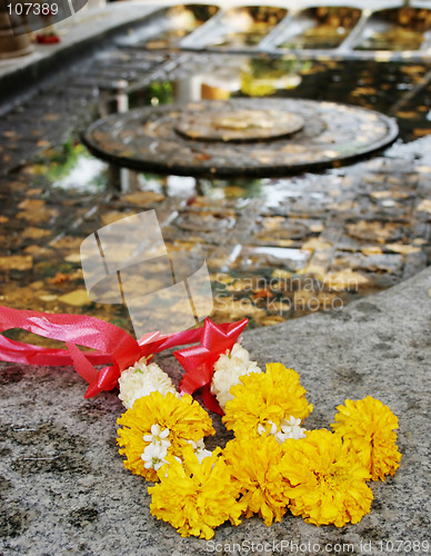 Image of Yellow flowers