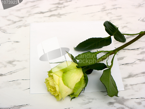 Image of Rose on a blank leaf paper