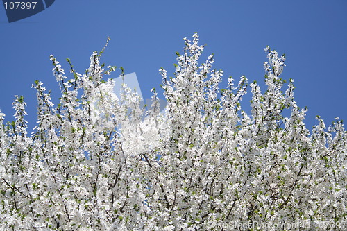 Image of Beautiful tree with white flowers