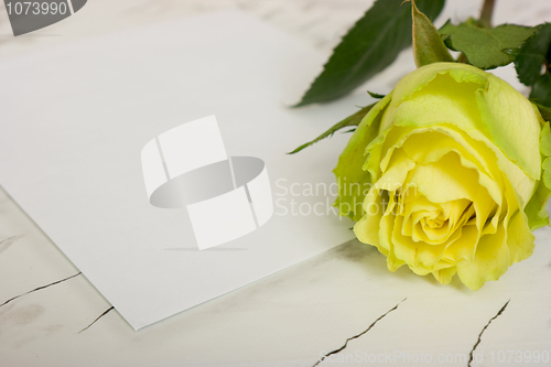 Image of Rose on a blank leaf paper